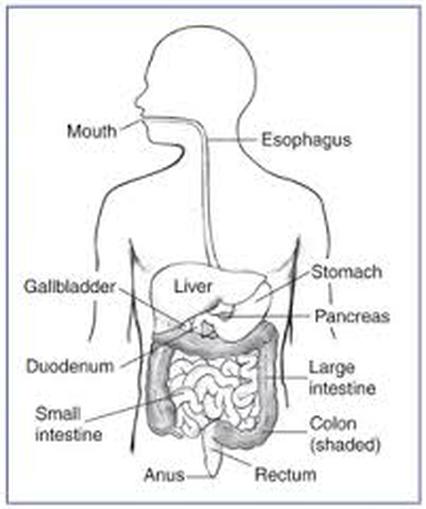 Digestive System Diagram With Labels And Functions ~ news word